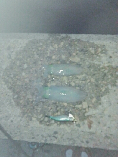 初ナイトエギング