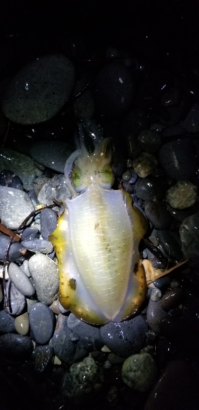 浜でアオリイカ
