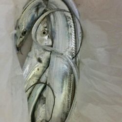 タチウオジャンプ