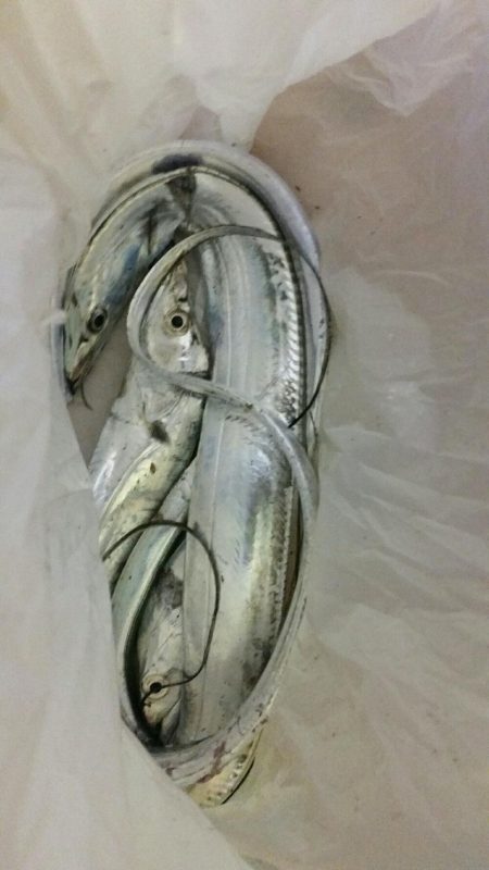 タチウオジャンプ