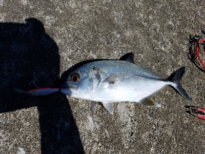 エバことギンガメアジ