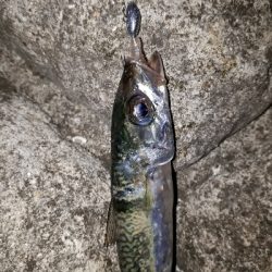 おひさの淡路島キャンプ