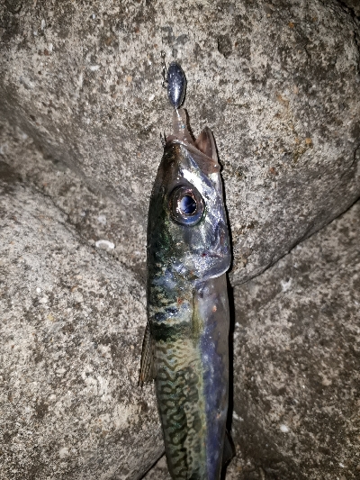 おひさの淡路島キャンプ