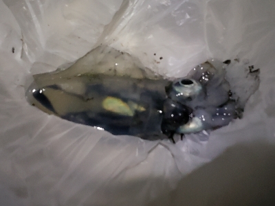 夜からアオリイカ調査