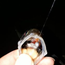 いい感じアジング