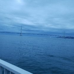 青物求めて連戦