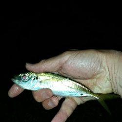 香住遠征アジング