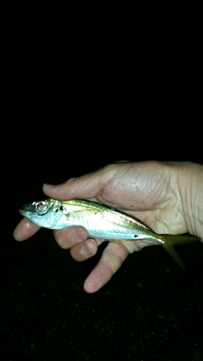 香住遠征アジング