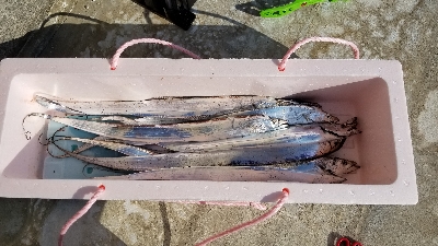 アタリ0から突然入れ食いモードになりました…