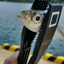 香住アジング遠征No2