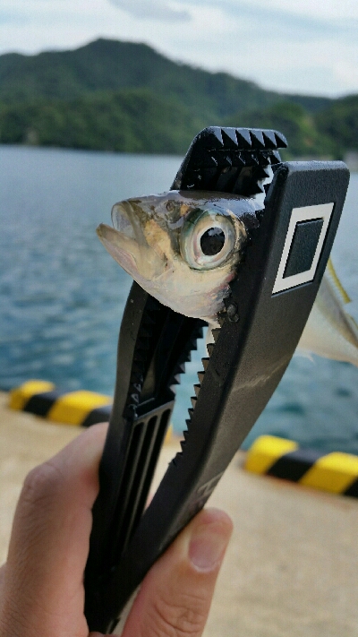 香住アジング遠征No2