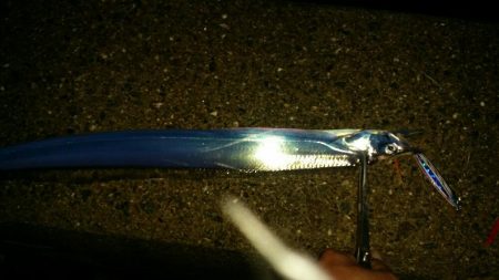 連日好釣のタチウオ