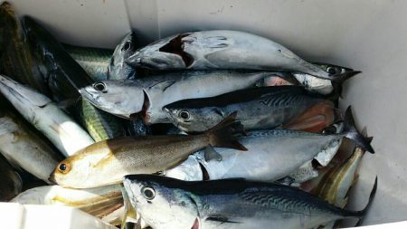 すさみで釣りしてきました