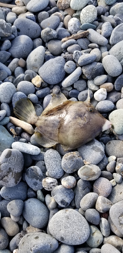 ちょっと残念なカワハギ釣り