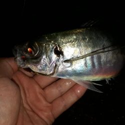 雨でもアジング