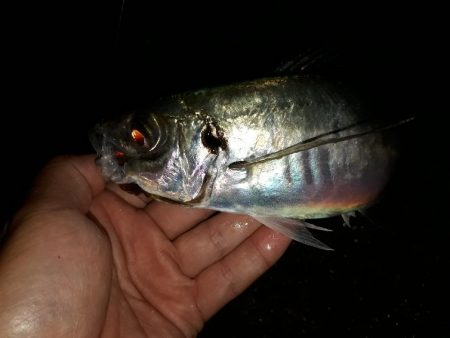 雨でもアジング