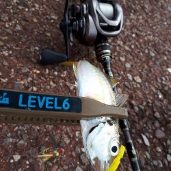 アジングはでがたく