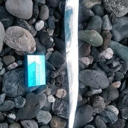 タチウオ釣れてます