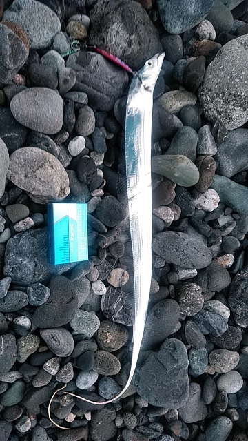 タチウオ釣れてます