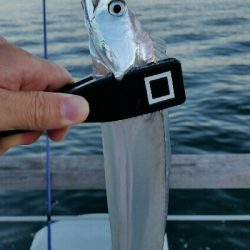 南港タチウオ調査NO1