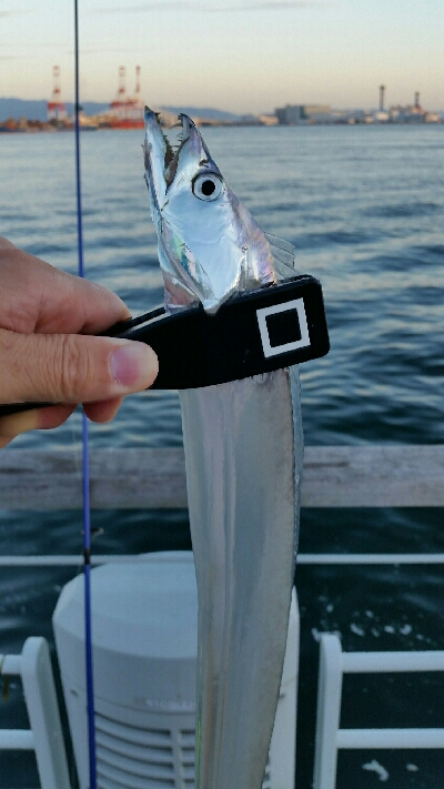 南港タチウオ調査NO1