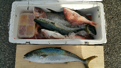 海上釣堀からの神戸タチウオ釣り