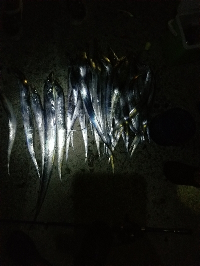 太刀魚指4本とハマチ4匹