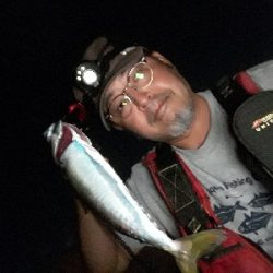 サバのなかのシーバス