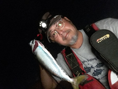 サバのなかのシーバス