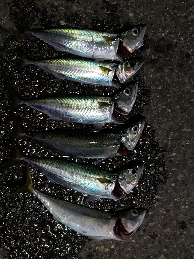 太刀魚はどこに？