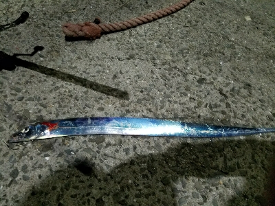 太刀魚釣り　～台風の影響？ 渋い～