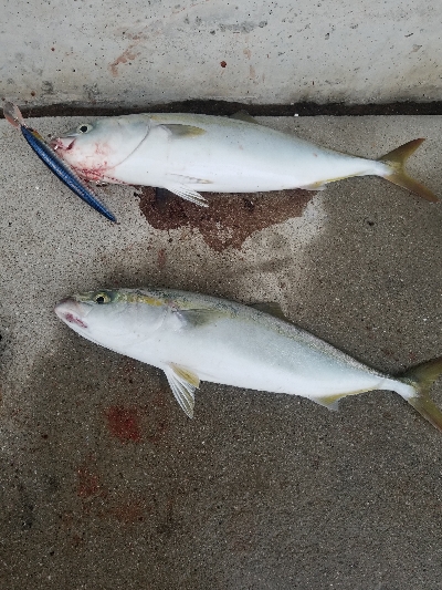 ハマチ2本掛け！