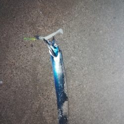 サーフタチウオ