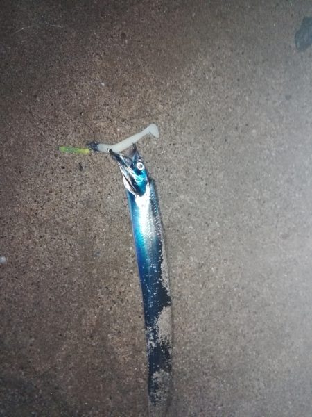 サーフタチウオ