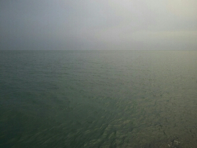 太刀魚一回り成長