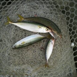 鯖の後は太刀魚