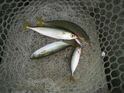 鯖の後は太刀魚