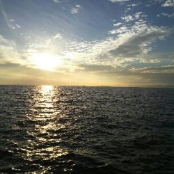 太刀魚はどこ？