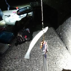 大爆釣！小刀狩り