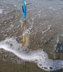 エギング釣行その28