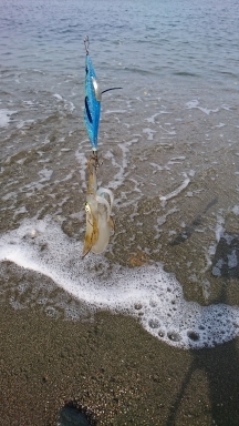 エギング釣行その28