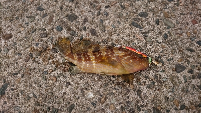 今年初アコウ！