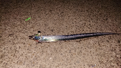 今年はダメだあ