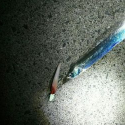 ベルトサイズ…