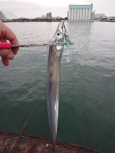 タチウオ20越え