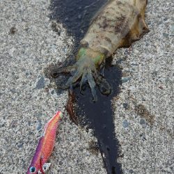 エギングでアオリイカ