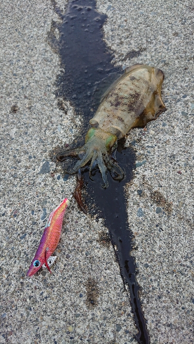 エギングでアオリイカ