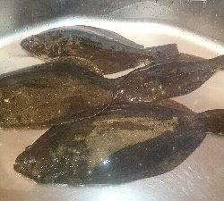 初めてのオフショアヒラメポンポン