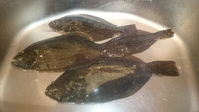 初めてのオフショアヒラメポンポン