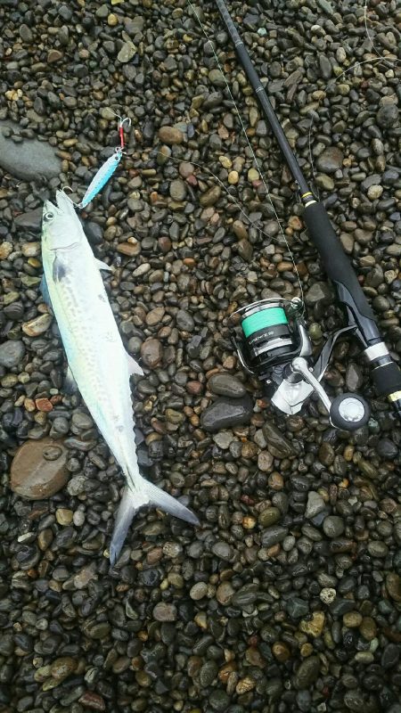 朝マズメの青物